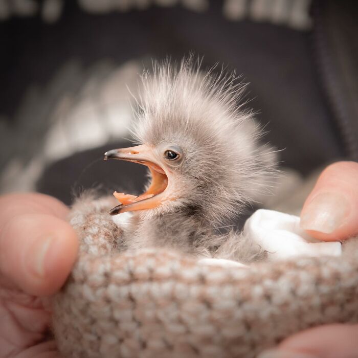 50 Adorable Wildlife Rescue Moments Showing Tiny Animals Safely Resting In Their Caregivers’ Hands