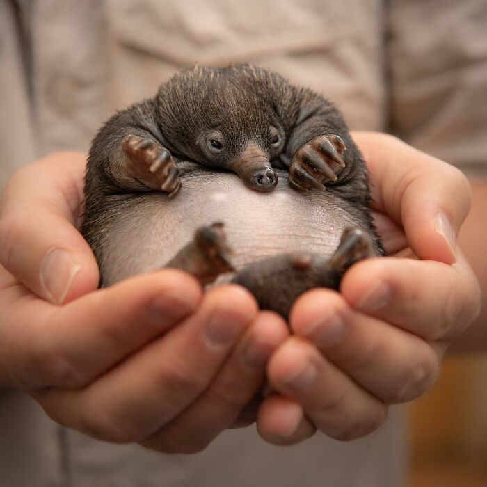 50 Adorable Wildlife Rescue Moments Showing Tiny Animals Safely Resting In Their Caregivers’ Hands
