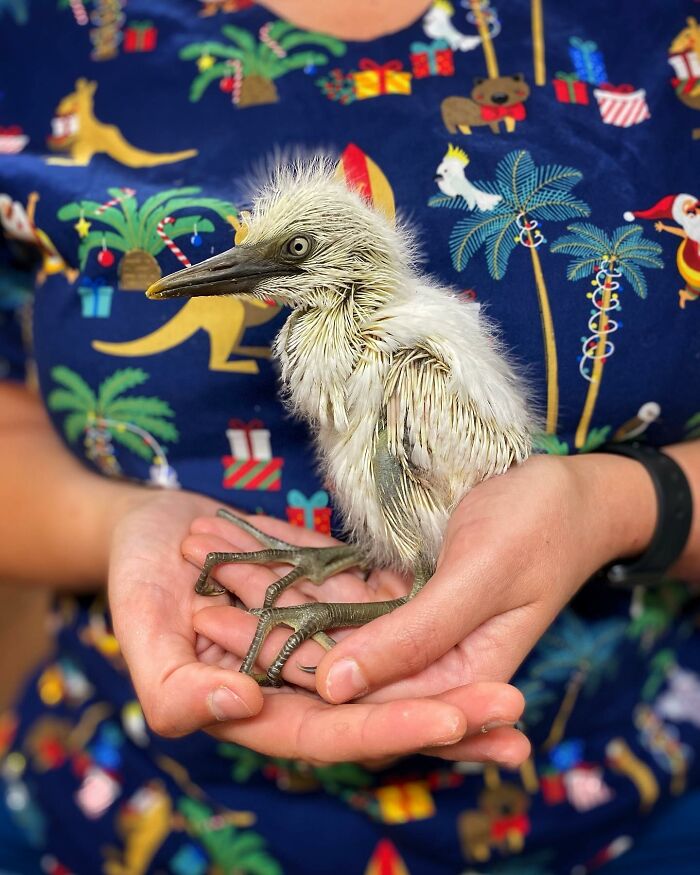 50 Adorable Wildlife Rescue Moments Showing Tiny Animals Safely Resting In Their Caregivers’ Hands