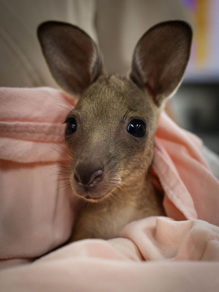 50 Adorable Wildlife Rescue Moments Showing Tiny Animals Safely Resting In Their Caregivers’ Hands