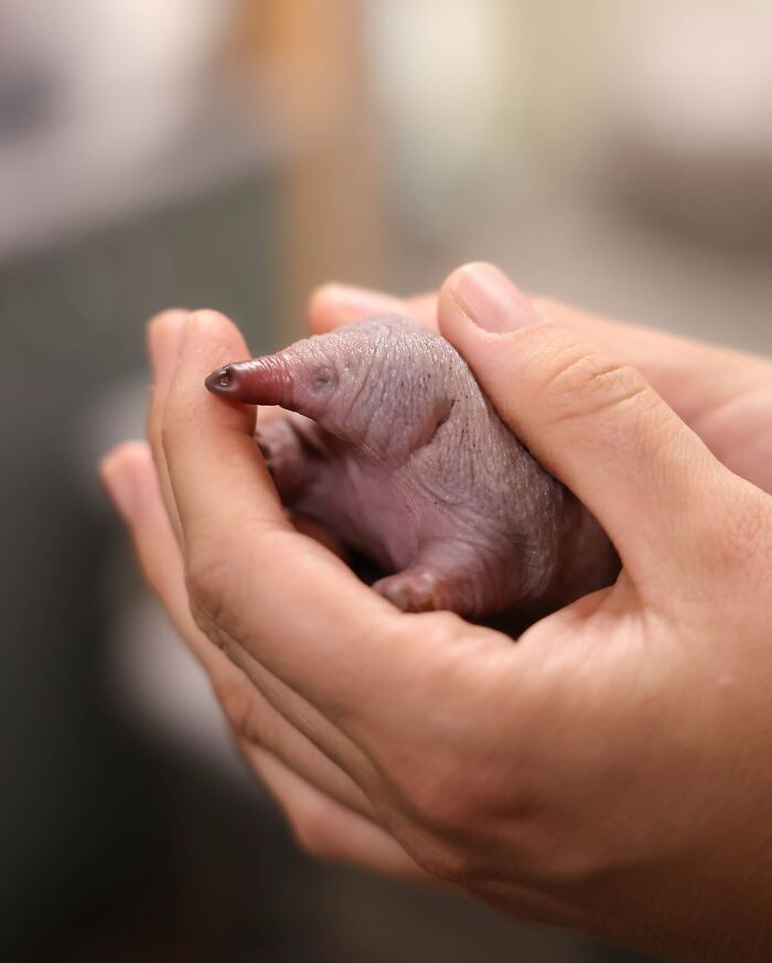 50 Adorable Wildlife Rescue Moments Showing Tiny Animals Safely Resting In Their Caregivers’ Hands