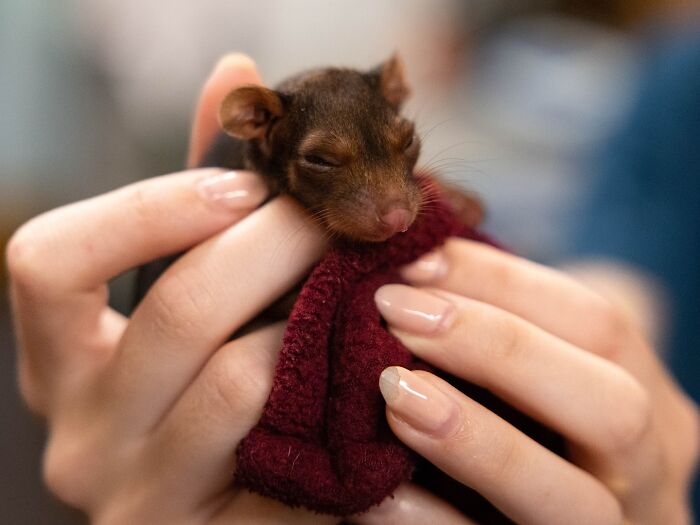 50 Adorable Wildlife Rescue Moments Showing Tiny Animals Safely Resting In Their Caregivers’ Hands