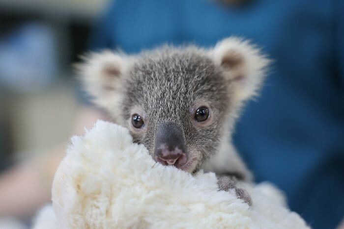 50 Adorable Wildlife Rescue Moments Showing Tiny Animals Safely Resting In Their Caregivers’ Hands