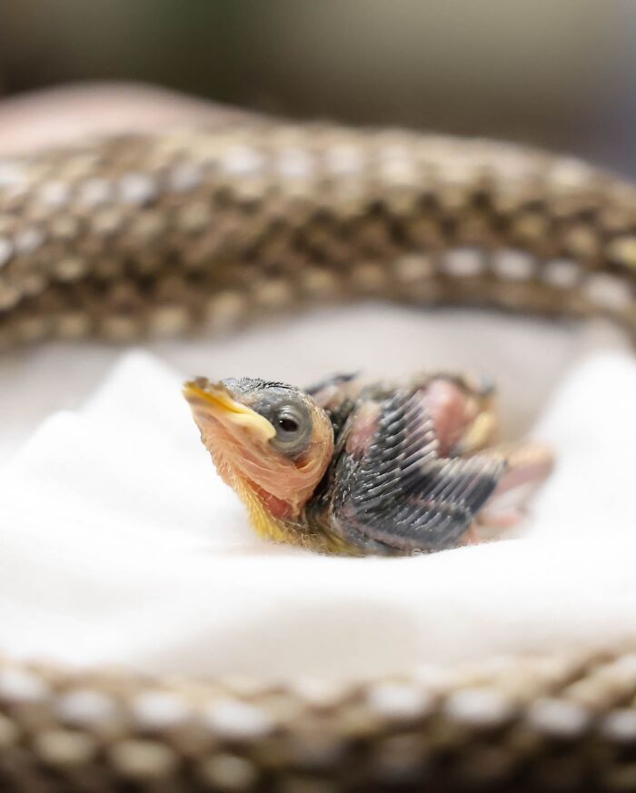 50 Adorable Wildlife Rescue Moments Showing Tiny Animals Safely Resting In Their Caregivers’ Hands