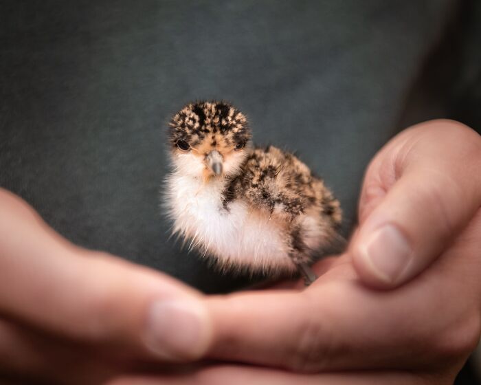 50 Adorable Wildlife Rescue Moments Showing Tiny Animals Safely Resting In Their Caregivers’ Hands