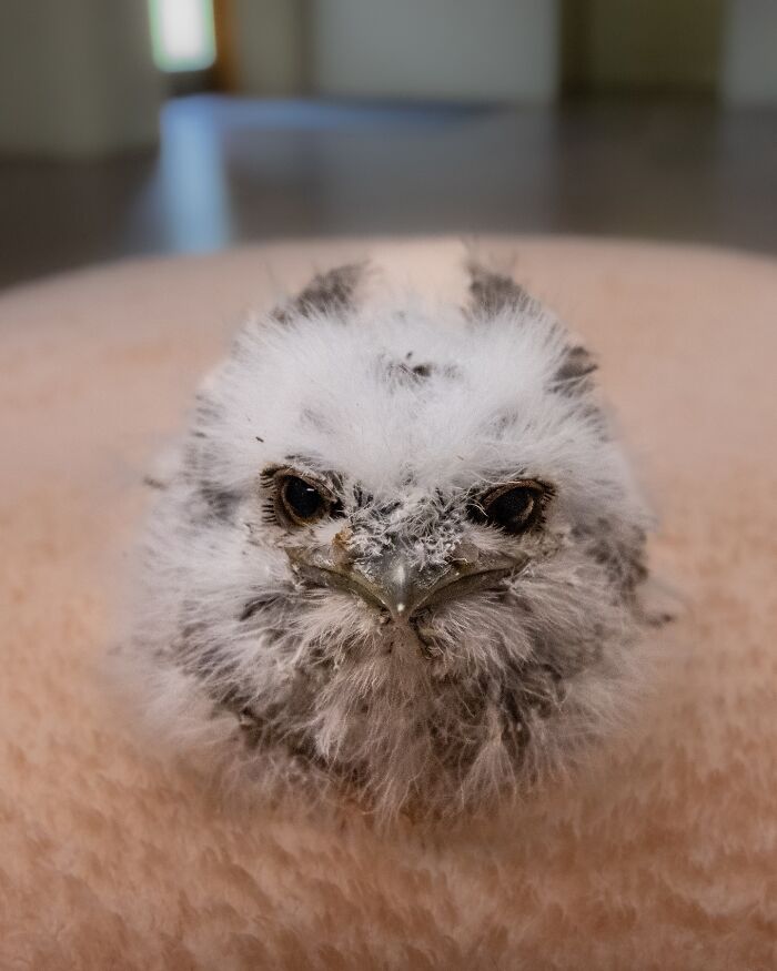 50 Adorable Wildlife Rescue Moments Showing Tiny Animals Safely Resting In Their Caregivers’ Hands