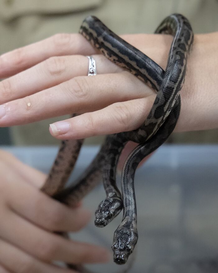 50 Adorable Wildlife Rescue Moments Showing Tiny Animals Safely Resting In Their Caregivers’ Hands