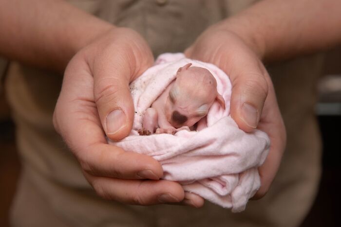 50 Adorable Wildlife Rescue Moments Showing Tiny Animals Safely Resting In Their Caregivers’ Hands