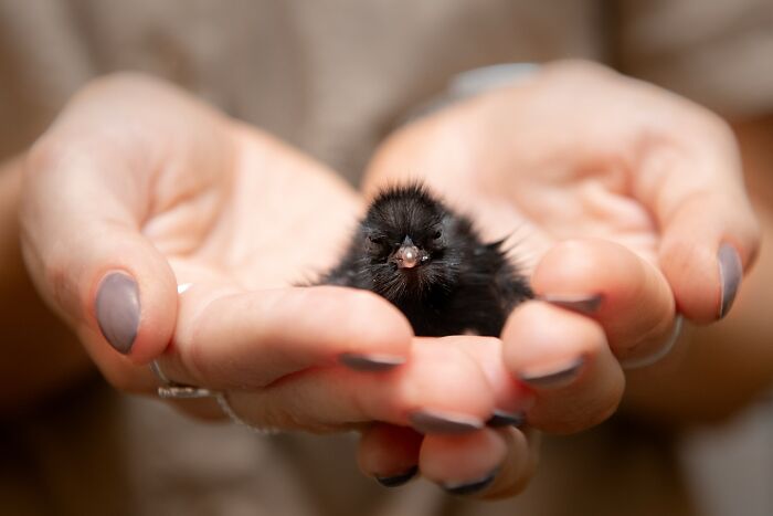50 Adorable Wildlife Rescue Moments Showing Tiny Animals Safely Resting In Their Caregivers’ Hands