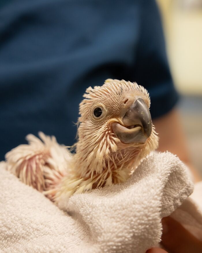 50 Adorable Wildlife Rescue Moments Showing Tiny Animals Safely Resting In Their Caregivers’ Hands