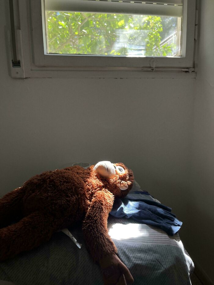 A stuffed monkey lying in a beam of sunlight under a window, featuring Accidental Renaissance vibes.