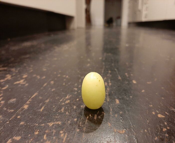 I Dropped A Grape And It Landed Upright