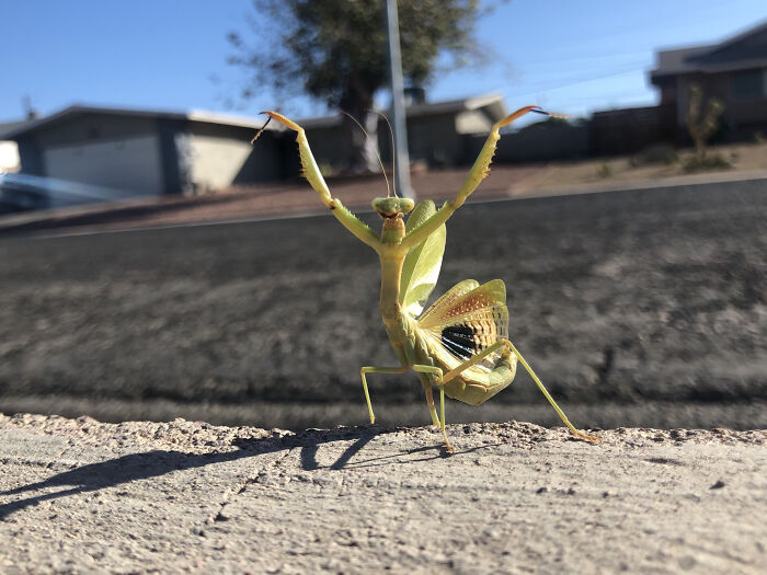 Close-up of a praying mantis on concrete showing the incredible details of nature in our reality.