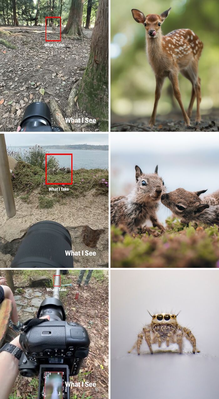 Close-up wildlife photos captured with telephoto lenses showing incredible details of animals in nature.