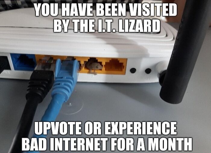 Small lizard peeking out of a router port with text about weird subreddits and internet issues.