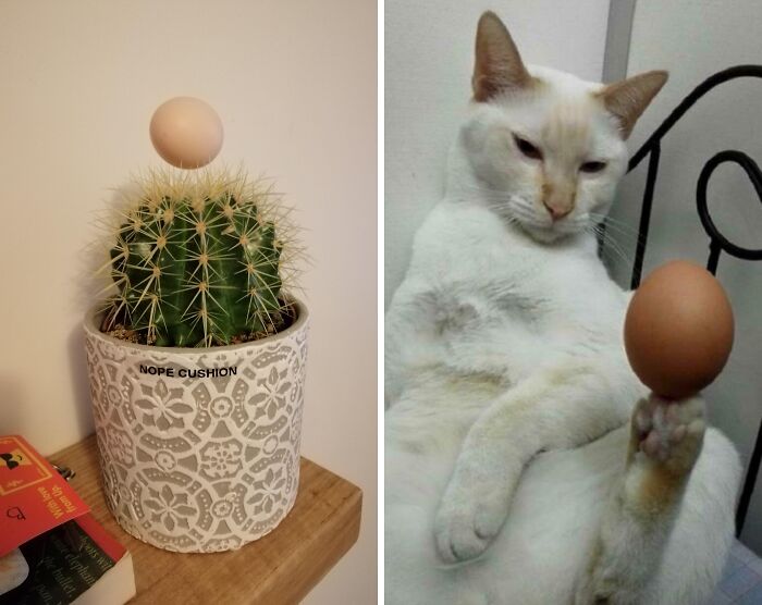A cactus with an egg balanced on top and a white cat balancing an egg on its raised paw, showcasing weird popular subreddits.