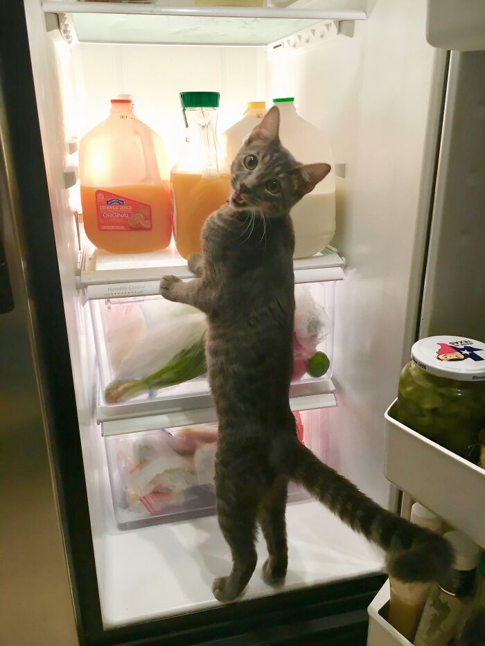 Cat standing inside a fridge looking at orange juice and milk, one of the weirdest subreddits popular with users.