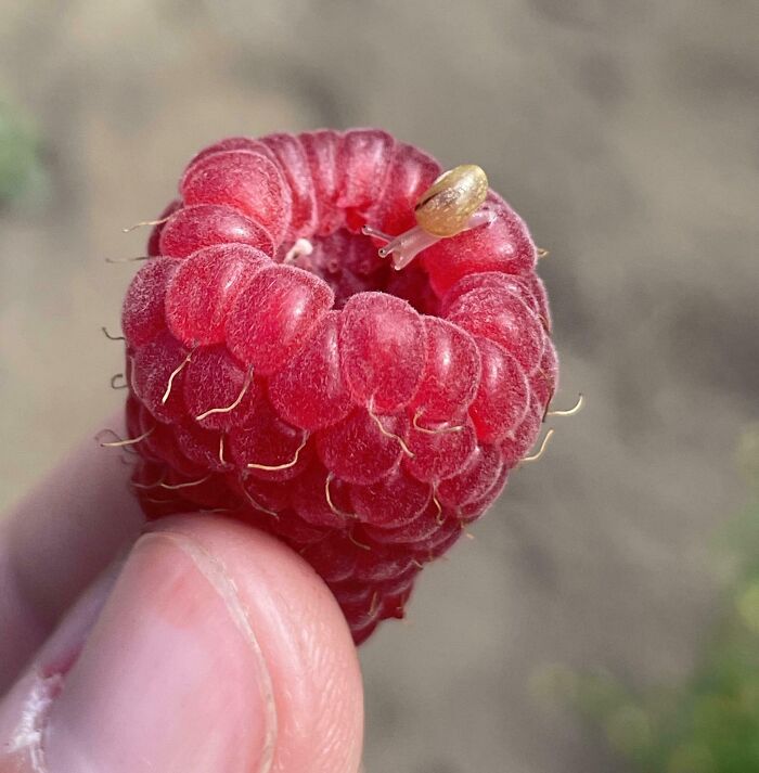 Close-up of a tiny snail on a vibrant red raspberry showcasing unreal photos of incredible natural details.
