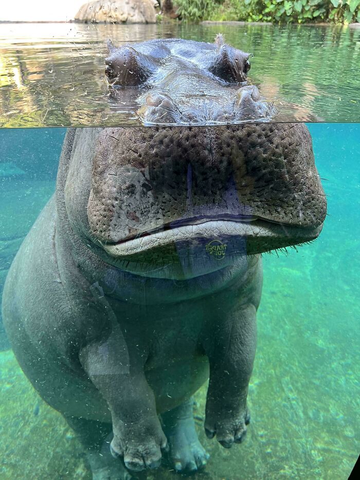 Close-up split view of a hippo partially submerged in water, showcasing unreal photos proving reality is incredible.