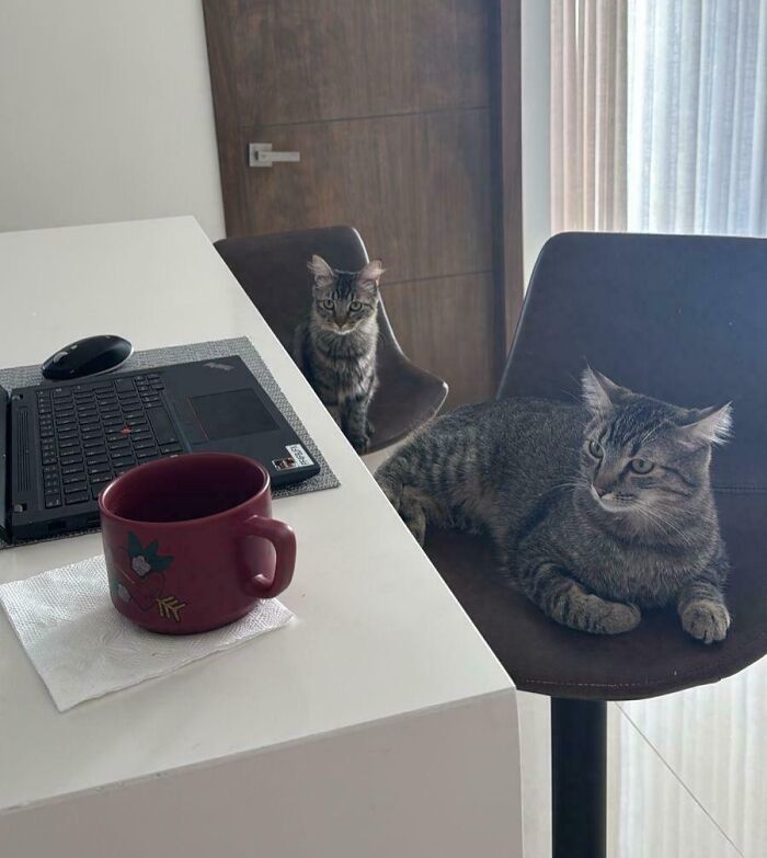 Two cats gathering together near a laptop and coffee mug in a home office with natural light.