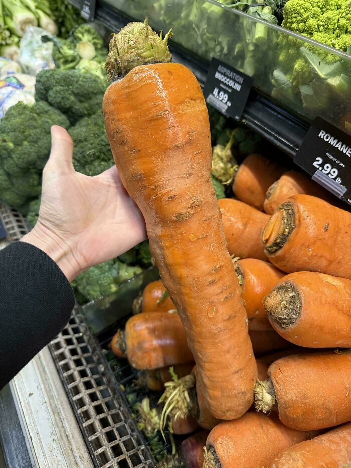 Huge carrot held in hand at grocery store showcasing unreal photos proving reality is incredible with rare vegetable find.