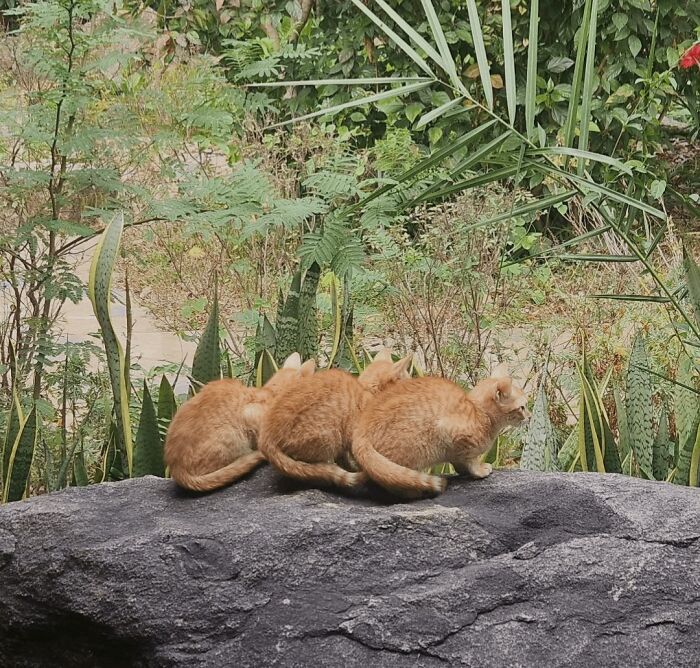 Three ginger cats gathering together on a large rock surrounded by green plants and foliage outdoors.