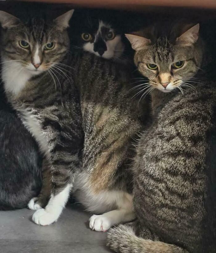 Three tabby cats and one black-and-white cat closely gathered together in a small, dimly lit space.