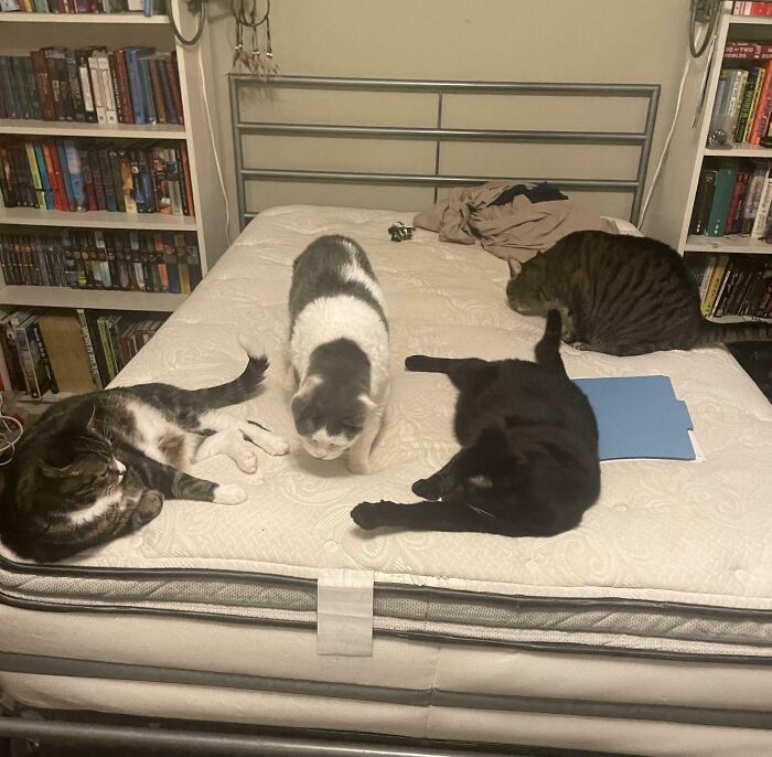 Four cats gathered together on a bed, illustrating a humorous scene of cats gathering in a cozy indoor setting.
