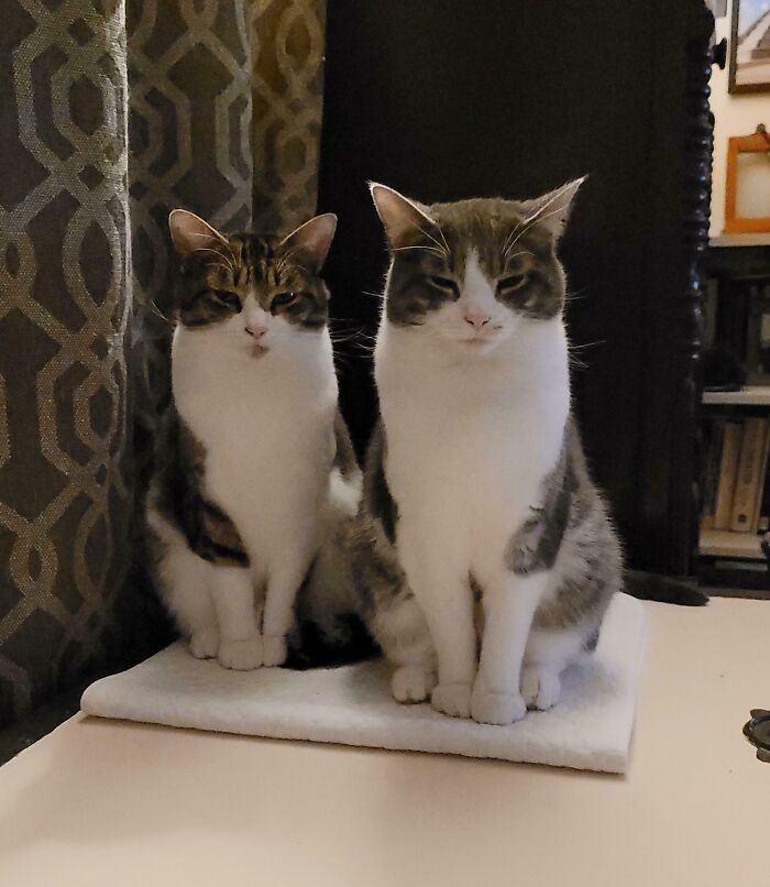 Two cats sitting side by side on a white cloth inside a room, showing a board directors gathering vibe.