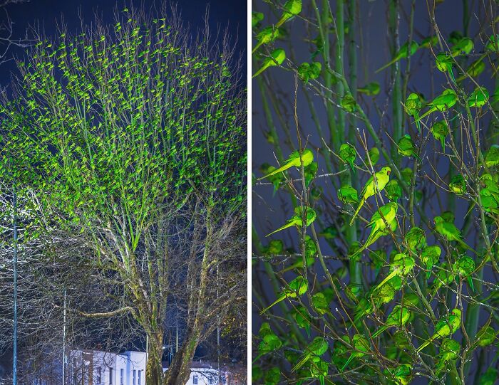 Green parrots filling the branches of a tree at night, showcasing unreal photos that prove reality is incredible.