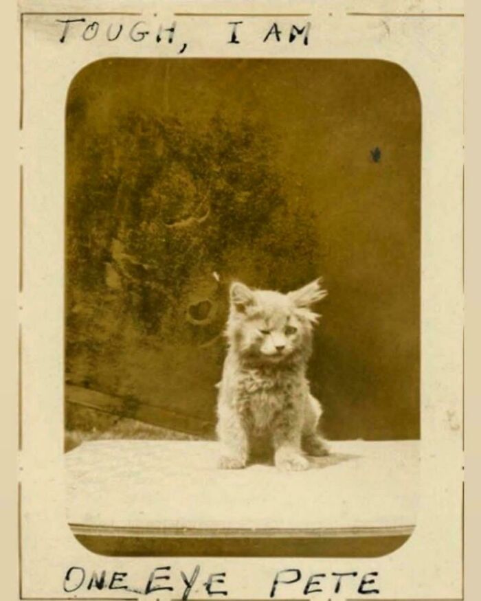 A candid old photo of a kitten named One Eye Pete with text Tough, I am, generations ago.