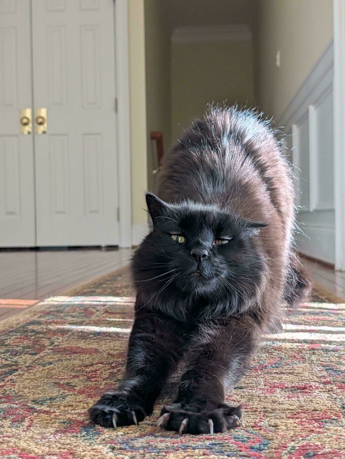 Fluffy black cat stretching on a rug with extended cat claws