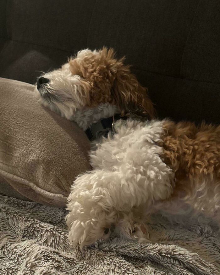 Fluffy dog sleeping deeply on a pillow, evoking an Accidental Renaissance style.