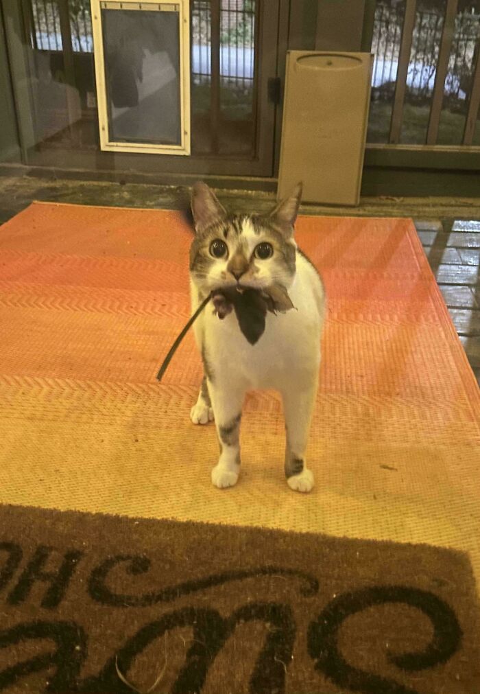 Cat holding a leaf in its mouth standing on a porch, one hilarious pet living rent-free inside a home.