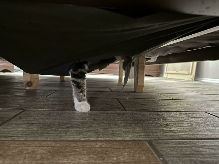Cat’s paw and tail poking out from under furniture, illustrating pets living rent-free and behaving like ungrateful hooligans.