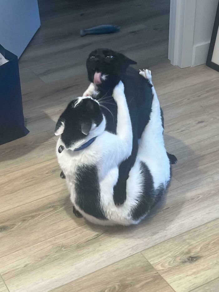 Two black and white cats playfully wrestling indoors, showcasing hilarious pets living rent-free behaving like ungrateful hooligans.