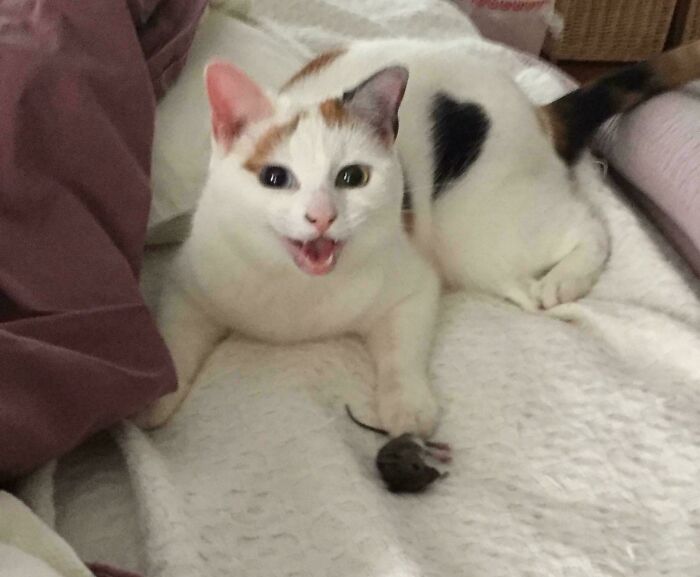 Cat living rent-free with a caught mouse, acting like an ungrateful pet hooligan on a bed.