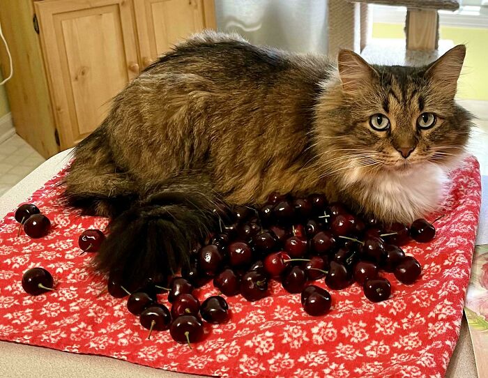 Fluffy cat lying on a red cloth surrounded by cherries, showcasing pets living rent-free and acting like ungrateful hooligans.