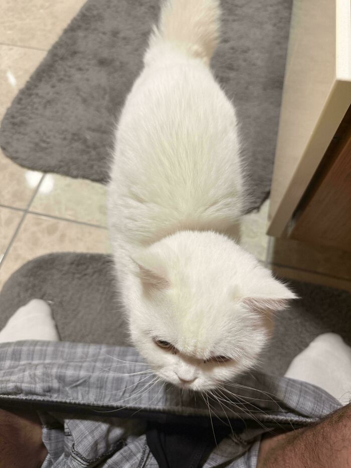 White cat acting like an ungrateful hooligan, living rent-free in owner's space on a bathroom rug.