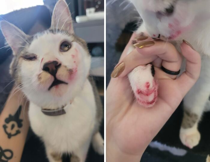 Cat living rent-free with a mischievous expression and a bloody paw held by a person with gold nails.