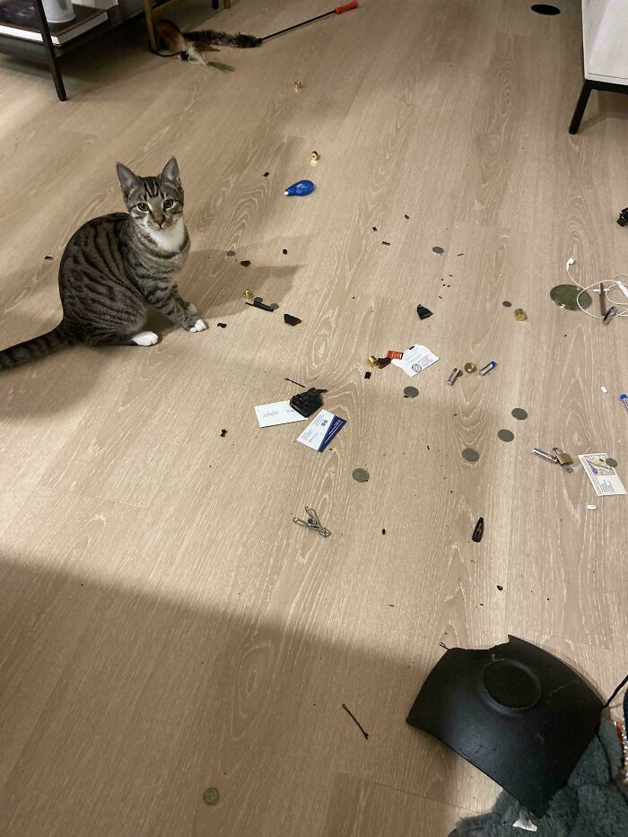 Tabby cat sitting among scattered small objects and trash on a wooden floor, showing pets living rent-free mischief.