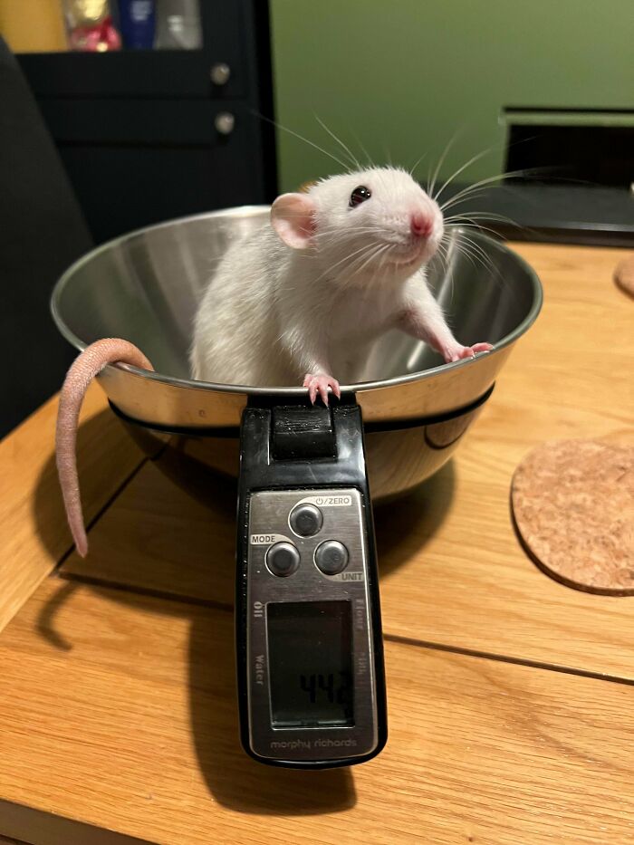 White pet rat in a kitchen bowl on a digital scale, showcasing hilarious pets living rent-free and ungrateful hooligans behavior.