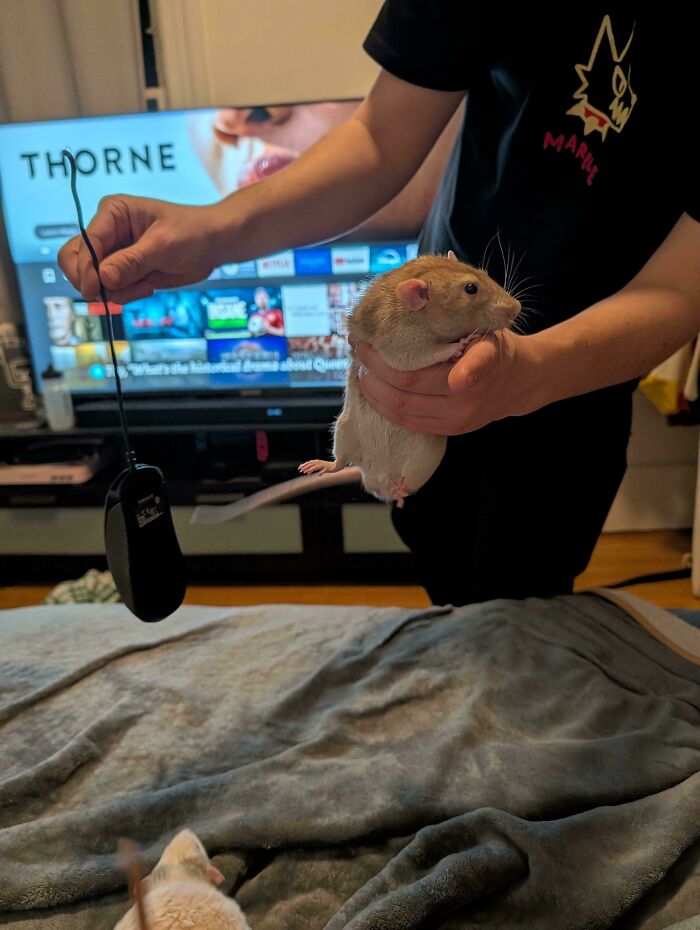 Person holding a pet rat playing with a computer mouse in a living room, funny pets living rent-free moment.