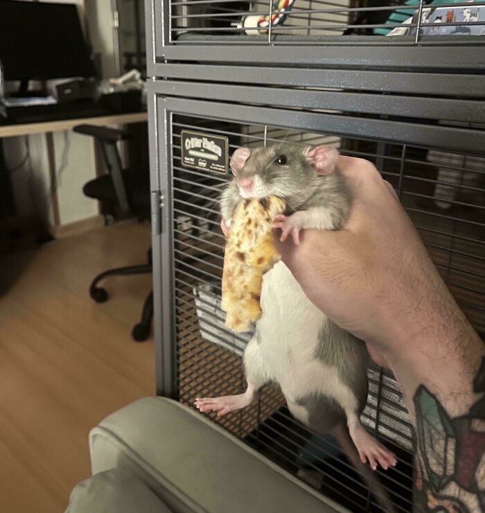 Pet living rent-free holding a slice of pizza, displaying hilarious and ungrateful hooligan behavior in a home setting.