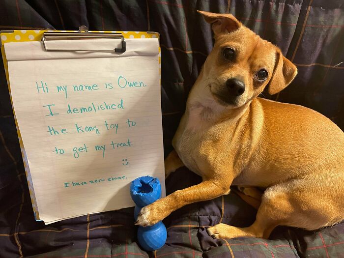 Small dog lying on a couch with a destroyed toy and a sign admitting mischief, showing pets living rent-free behavior.