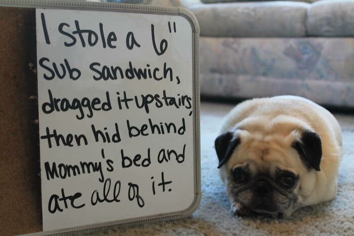 Pug lying on carpet next to whiteboard with a funny pet shaming message about stealing and eating a sandwich.