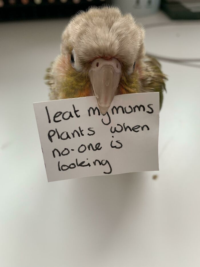 Small bird holding a sign admitting to eating plants, one of the hilarious pets living rent-free and acting like ungrateful hooligans.
