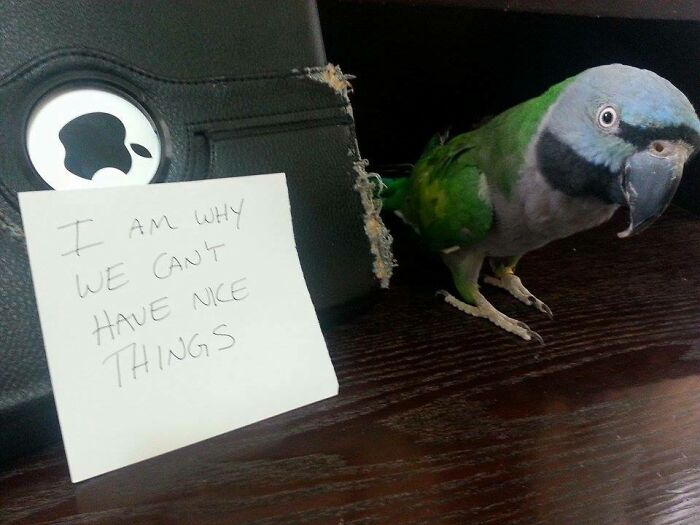 Parrot next to a chewed-up tablet case and a note, showcasing pets living rent-free and acting like ungrateful hooligans.