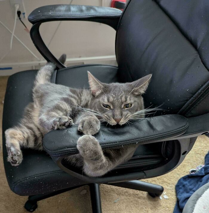 Gray tabby cat lounging on a black office chair armrest, showcasing pets living rent-free and ungrateful hooligan behavior.