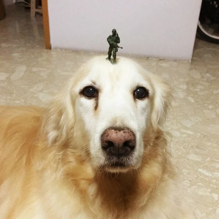 Golden retriever lying on floor with a small toy soldier figure placed on its head, a weird subreddit moment.